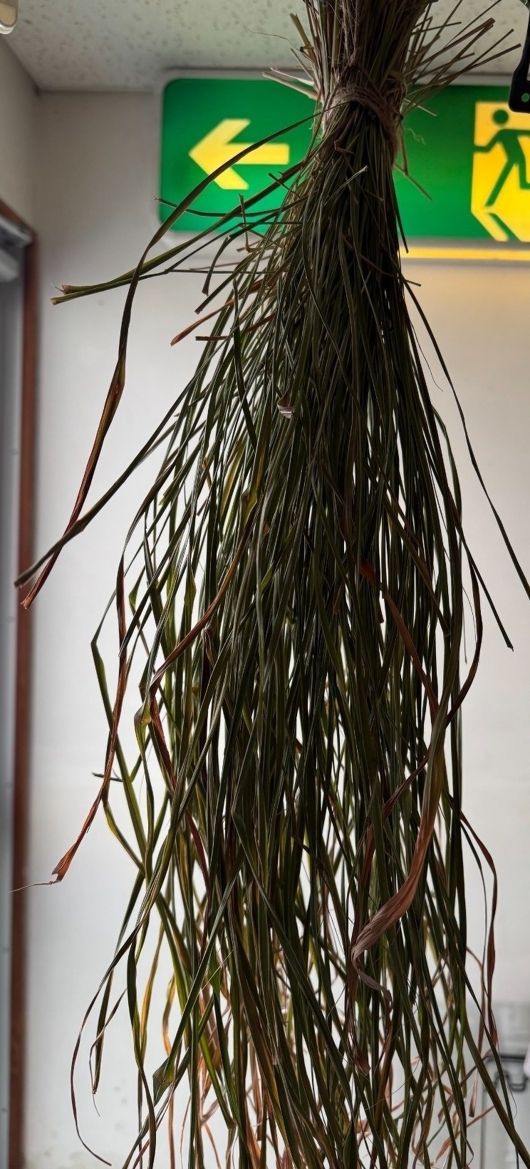 レモングラス干している